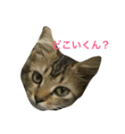 関西猫ちゃん（個別スタンプ：4）