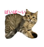 関西猫ちゃん（個別スタンプ：5）