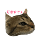 関西猫ちゃん（個別スタンプ：6）