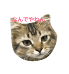 関西猫ちゃん（個別スタンプ：7）