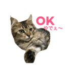 関西猫ちゃん（個別スタンプ：8）