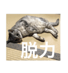 きたむらみゅう（個別スタンプ：8）