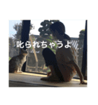 きたむらみゅう（個別スタンプ：16）