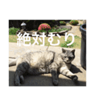 きたむらみゅう（個別スタンプ：18）