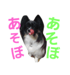 dog724（個別スタンプ：13）