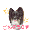 dog724（個別スタンプ：24）