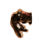 wankomamire（個別スタンプ：9）
