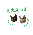 もくとりーのスタンプ（個別スタンプ：16）