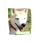 cocotty（個別スタンプ：6）