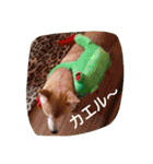 cocotty（個別スタンプ：12）