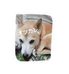 cocotty（個別スタンプ：13）