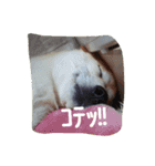 cocotty（個別スタンプ：14）