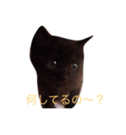 黒猫ハニくん2（個別スタンプ：1）