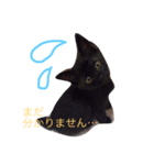 黒猫ハニくん2（個別スタンプ：15）