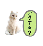 わんにゃんこ2（個別スタンプ：1）