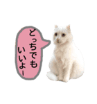 わんにゃんこ2（個別スタンプ：2）