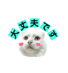 わんにゃんこ2（個別スタンプ：5）