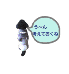 わんにゃんこ2（個別スタンプ：6）