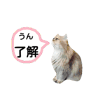 わんにゃんこ2（個別スタンプ：9）