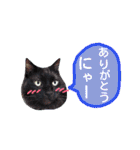 わんにゃんこ2（個別スタンプ：10）