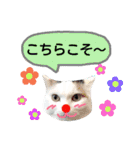 わんにゃんこ2（個別スタンプ：11）