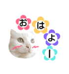 わんにゃんこ2（個別スタンプ：13）