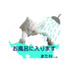 わんにゃんこ2（個別スタンプ：15）