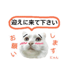 わんにゃんこ2（個別スタンプ：18）