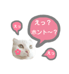 わんにゃんこ2（個別スタンプ：20）