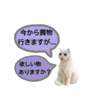 わんにゃんこ2（個別スタンプ：23）