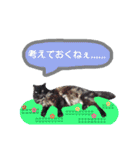 わんにゃんこ2（個別スタンプ：24）