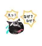 わんにゃんこ2（個別スタンプ：25）