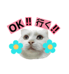 わんにゃんこ2（個別スタンプ：29）