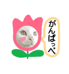 わんにゃんこ2（個別スタンプ：30）