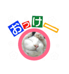 わんにゃんこ2（個別スタンプ：31）