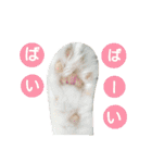 わんにゃんこ2（個別スタンプ：32）