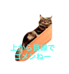 キジトラlove（個別スタンプ：1）