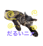キジトラlove（個別スタンプ：5）