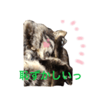 キジトラlove（個別スタンプ：6）