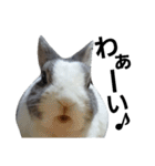 うさぎのくぅちゃんとお友達のバロン（個別スタンプ：1）