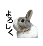 うさぎのくぅちゃんとお友達のバロン（個別スタンプ：2）
