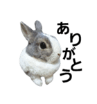 うさぎのくぅちゃんとお友達のバロン（個別スタンプ：3）