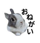 うさぎのくぅちゃんとお友達のバロン（個別スタンプ：5）