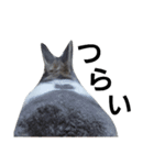 うさぎのくぅちゃんとお友達のバロン（個別スタンプ：6）