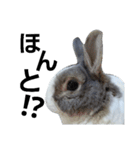 うさぎのくぅちゃんとお友達のバロン（個別スタンプ：7）