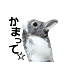 うさぎのくぅちゃんとお友達のバロン（個別スタンプ：12）