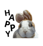 うさぎのくぅちゃんとお友達のバロン（個別スタンプ：14）