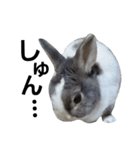 うさぎのくぅちゃんとお友達のバロン（個別スタンプ：15）