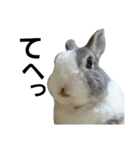 うさぎのくぅちゃんとお友達のバロン（個別スタンプ：25）