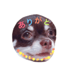 ぽっちゃりチワワ小豆ちゃん（個別スタンプ：7）